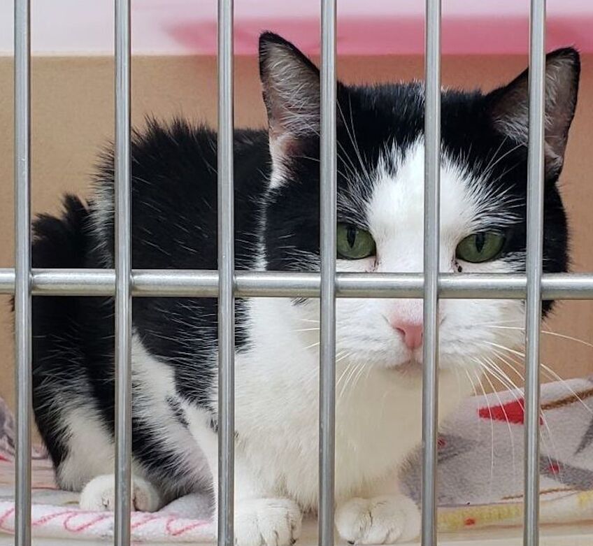 LCSPCA Pets of the Week: Mabel